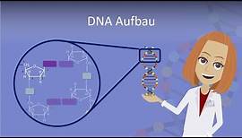 DNA Aufbau leicht erklärt!