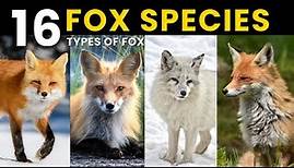 All Species of Foxes | 16 Foxes You Won’t Believe Actually Exist
