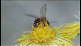Biene Majas wilde Schwestern - Die Welt der Wildbienen
