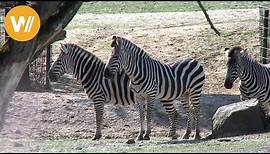 Zebra | Unsere Tierwelt (Kurze Tierdokumentation)