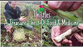 The Thistles - Forgotten Wild Food & Medicine 🌱