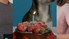 5 PAWSOME Dog Birthday Quotes To Make Them WAG Their Tails!