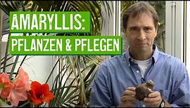Amaryllis pflanzen und pflegen - Der Grüne Tipp kompakt