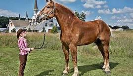 Big Jake: Das größte Pferd der Welt starb mit 20 Jahren