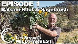 Wild Harvest | Season 2 | Episode 1 | Balsamroot & Sagebrush | Les Stroud | Survivorman