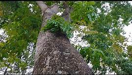 American Mahogany Tree (Swietenia mahagoni)