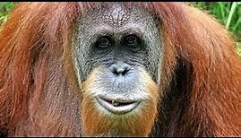 The Orangutan King (BBC Natural World Documentary)