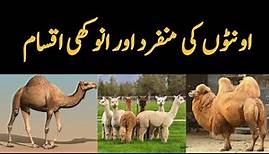 Camels Species found in the World | Dromedary Camel - Bacterian Camel - Llama - Guanaco etc