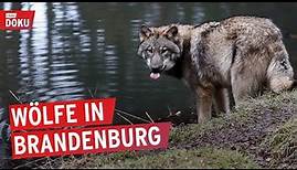Die Wölfe sind los – Zwischen Wut und Artenschutz | Reportage | Brandenburg | Wir müssen reden!