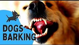 REAL Barking Dog Sounds || Woof Woof! | Live Dogs Barking