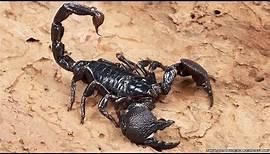 All about scorpions