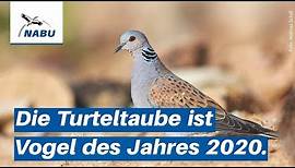 Die Turteltaube - Vogel des Jahres 2020