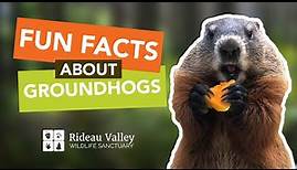 Fun Facts About Groundhogs