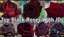 Black Rose | Top Black Rose Varieties With Names | Black Rose Flower | Black Rose Flower Plant