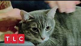 Dexter, die Killer-Katze | Der Katzenflüsterer | TLC Deutschland