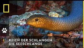 REICH DER SCHLANGEN - Die Seeschlange | National Geographic