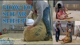 How to shear sheep - blow by blow