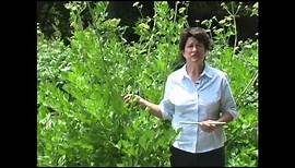 Lovage: Growing, Harvest and Use - Millcreek Herbs