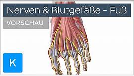 Fuß: Blutgefäße und Nerven (Vorschau) - Anatomie des Menschen | Kenhub