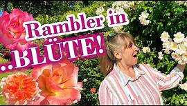 Rambler in voller Blüte und Gewitterdrama | | | Rambler Rosen 2023