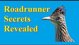 Surprising Facts About the Greater Roadrunner