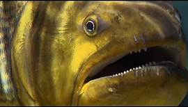 Piranha Feeding Frenzy | Planet Earth | BBC Earth