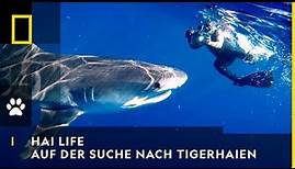 HAI LIFE - Auf der Suche nach Tigerhaien | National Geographic