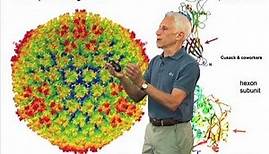 Adenoviruses - Stephen Harrison (Harvard/HHMI)