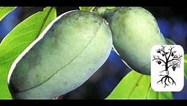 Indianerbanane - PawPaw | Frucht, Schnitt & Baum von Asimina Triloba