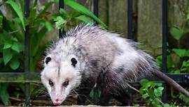 A Wilder View: The science behind “playing possum”