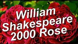 William Shakespeare 2000 Rose