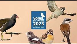 Der Feldsperling im Kandidatencheck - Wahl zum Vogel des Jahres 2023