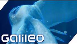 Leuchtende Tintenfische | Bild Geschichte | Galileo | ProSieben