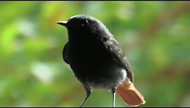 Vögel und ihre Stimmen - Hausrotschwanz