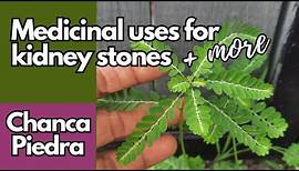Medicinal uses of CHANCA PIEDRA / Earth's Medicine