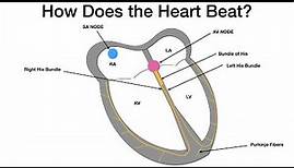 How Does the Heart Beat?