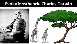 Evolutionstheorie nach Charles Darwin [Prinzip der natürlichen Selektion] - [Biologie, Oberstufe]