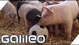 Hier leben die glücklichsten Schweine Deutschlands | Galileo | ProSieben