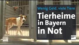 Wenig Geld, viele Tiere: Bayerische Tierheime in Not | Abendschau | BR24