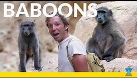 Learning About Baboons in the Wild!