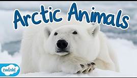 What Animals Live in the Arctic? | Where is the Arctic for Kids