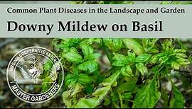 Downy Mildew on Basil - Common Plant Diseases in the Landscape and Garden