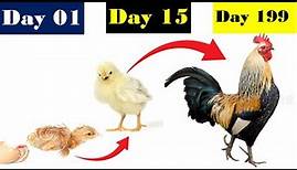 How to Identify Male and Female Chicks | Male & Female Chick grows up | Chick to Hen Transformation