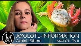 Axolotl-Information: Wie oft - und was - sollten Axolotl fressen? (Wichtig)