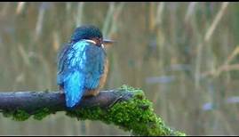 The Kingfisher and its call