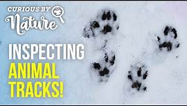 Animal Tracks (Tracking Animals in the Snow!)