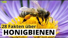 28 Steckbrief-Fakten über Honigbienen 🐝 - Doku-Wissen über Tiere - für Kinder