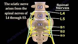 Sciatic Nerve , Anatomy , 3D animation - Everything You Need To Know - Dr. Nabil Ebraheim