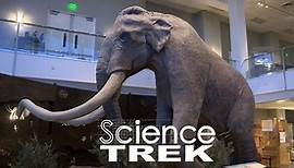 Science Trek:Mammoths: What is a Mammoth?