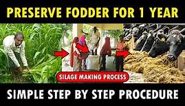 Silage Making Process | How to make Silage for Cows / Goats | Cattle Feed Making Method
